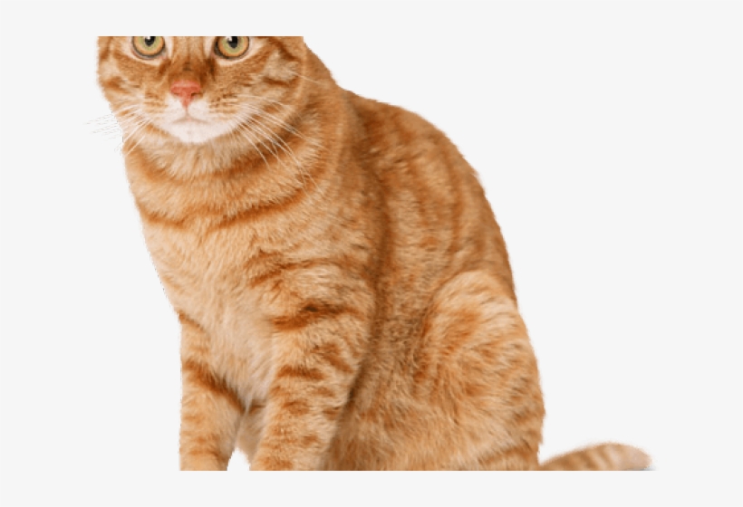 Tabby Cat Clipart Ginger Cat - Orange Cat, transparent png #7637449