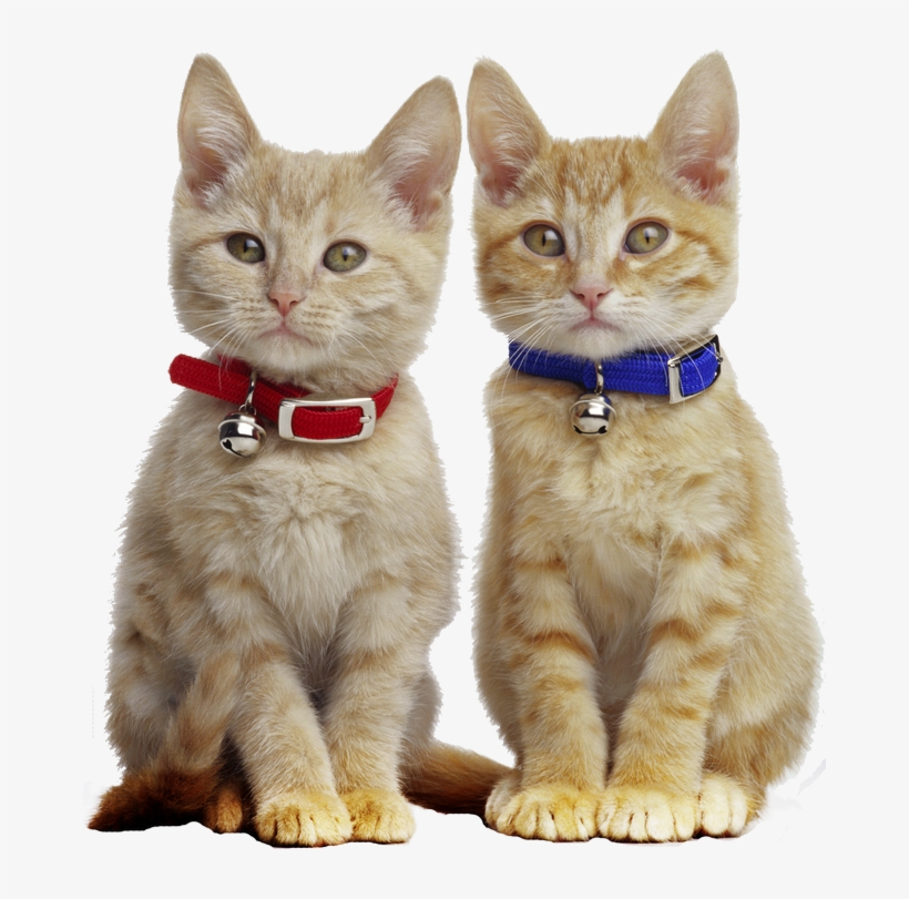 I Love Cats, Orange Tabby Cats, Ginger Cats, White - Cats Wearing Collars, transparent png #7637600
