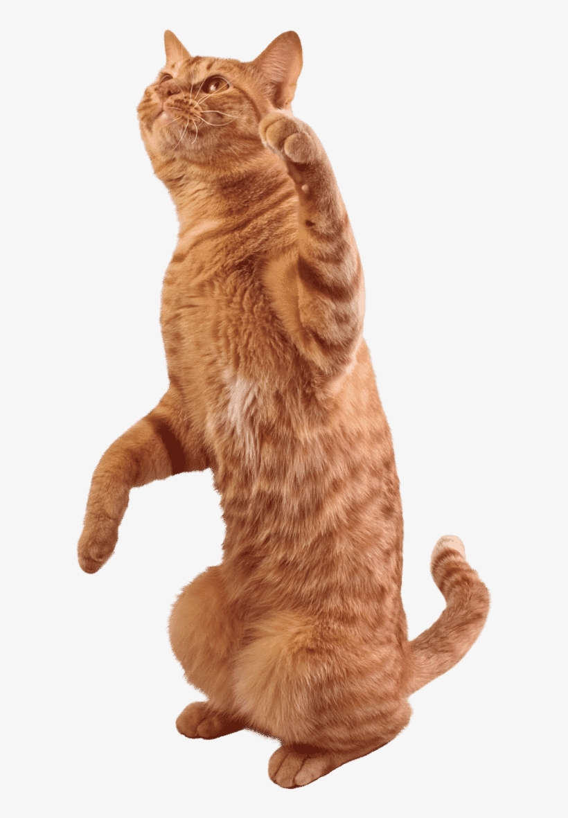 Image Royalty Free Library Tabby Cat Stock Photography - Domestic Short-haired Cat, transparent png #7638361