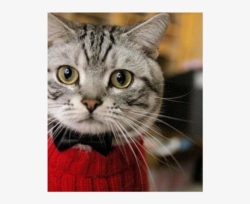 #cats Have The Courage To Live By Them" -jim Davis - Cat With A Sweater, transparent png #7639112