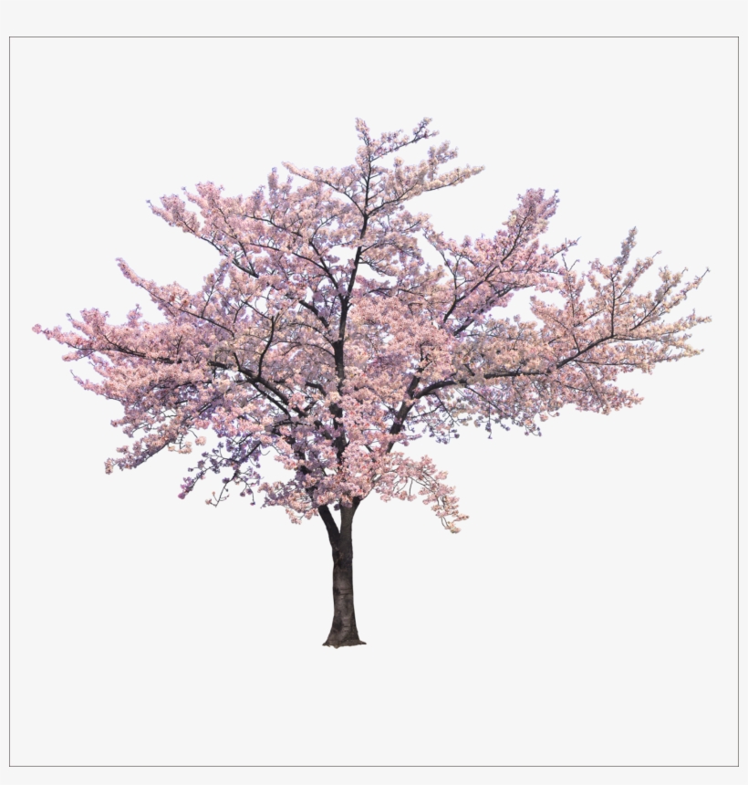 Blossom Cherry Tree Trees Branch Png File Hd Clipart - Cherry Blossom Tree Png, transparent png #7640679