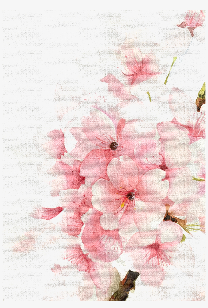 Cherry Watercolour Watercolor Blossoms Flowers Painting - Rose Watercolor Flower Drawing, transparent png #7641459