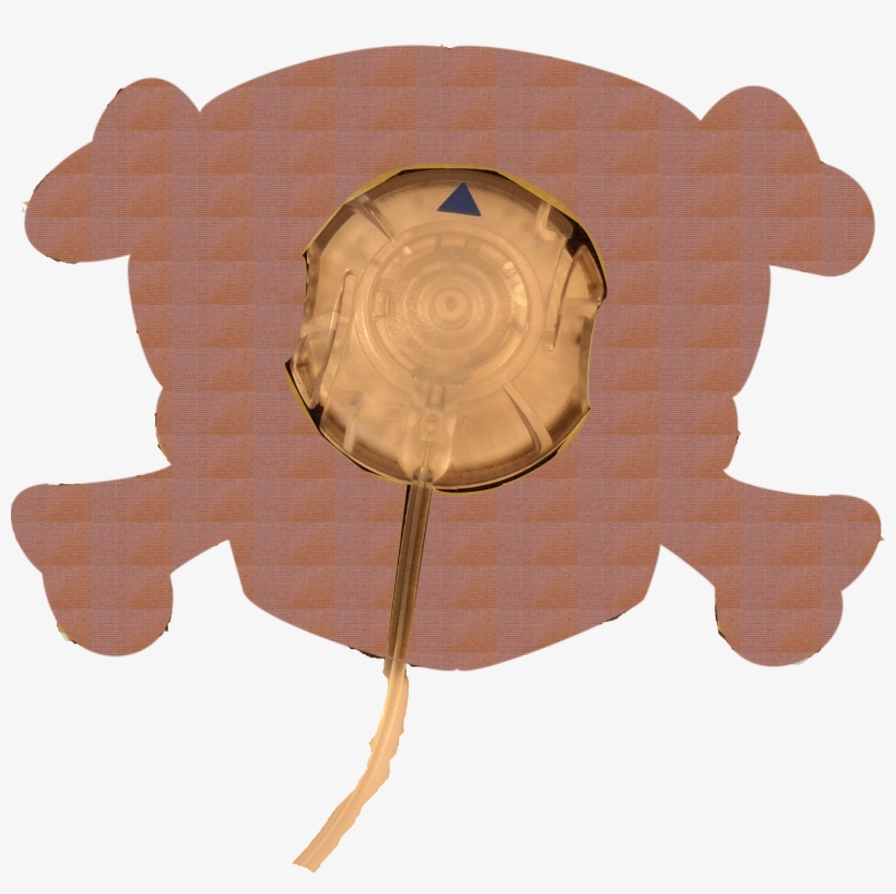Tortoise, transparent png #7641611