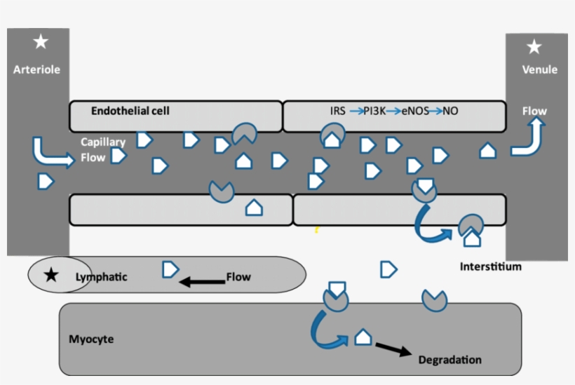 Insulin Enters The Skeletal Muscle Capillary Microvasculature - Vascular Insulin Resistance, transparent png #7641917