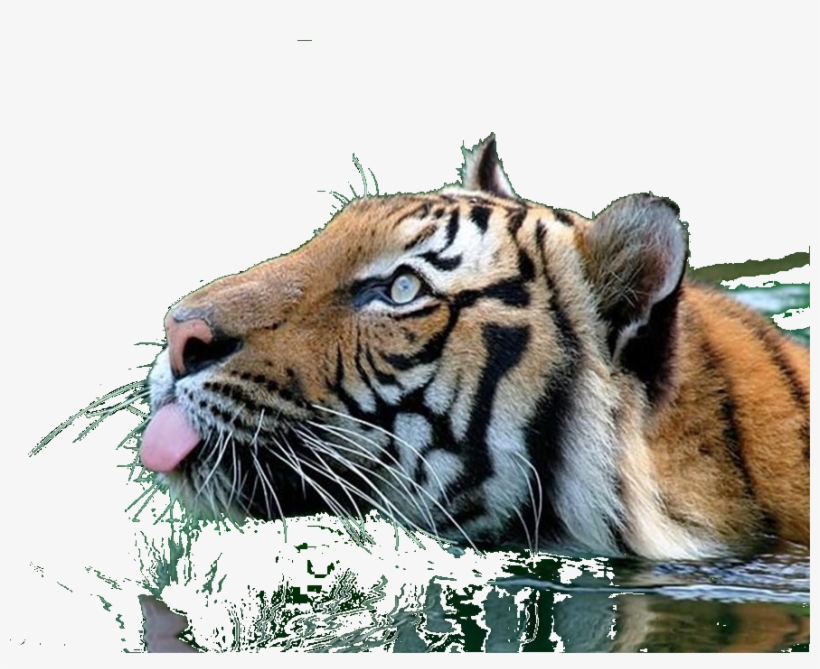 Transparent Tiger Swimming, transparent png #7642566