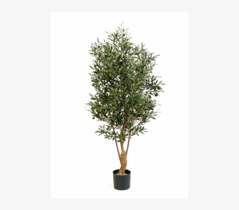 Olijfboom Twisted, 150cm - Rustic Pot Tree Png, transparent png #7643588