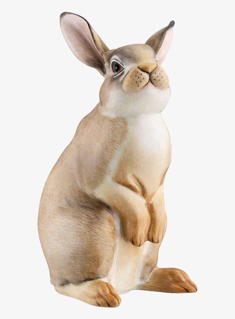 Hare, transparent png #7644813