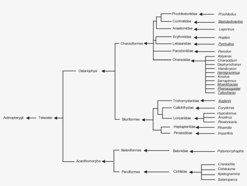 The Tree Is Based On Compiled Data From Diogo , Malabarba - Diagram, transparent png #7644823