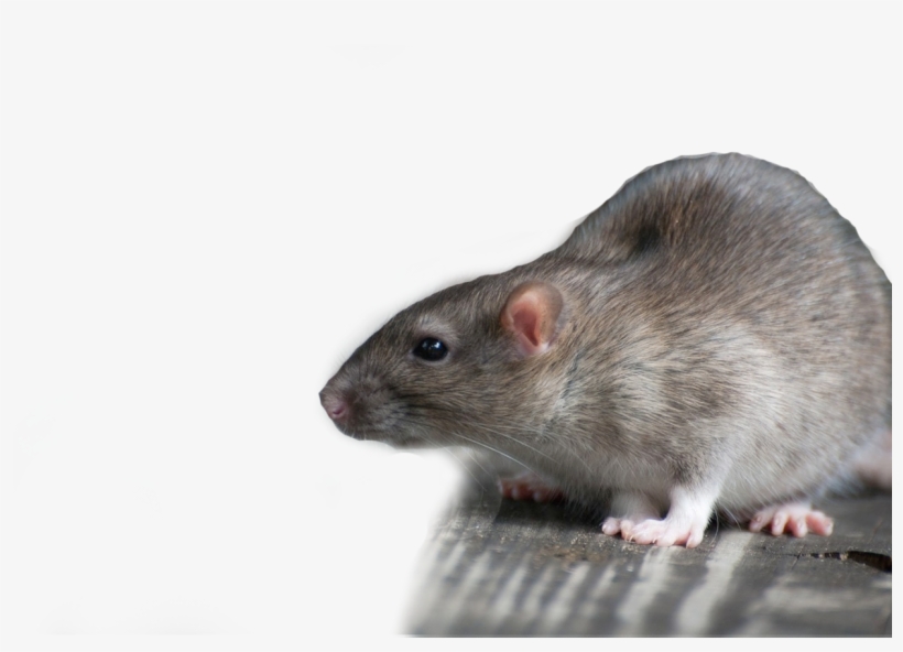 1920 X 1080 10 - Rat, transparent png #7645867