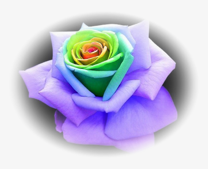 Hence, & You Shall Love Hashem Your Elohim - Unique Multi Colored Roses, transparent png #7647091