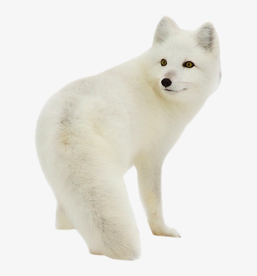 1-4 4 Yandex, Cgi, Arctic Fox, Etsy, Animals, - Arctic Fox Transparent Background, transparent png #7647280