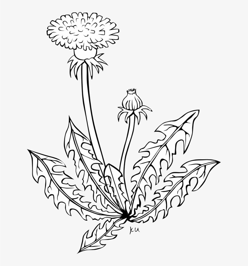 Free Vector Ku Taraxacum Officinale - Dandelion Clip Art, transparent png #7647345