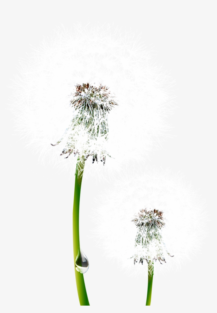 Common Dandelion Nagammal Mills P Ltd Euclidean - Blue Sky, transparent png #7647428