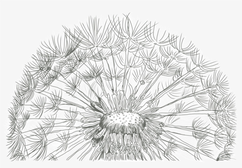 Drawn Dandelion Common Dandelion - Sketch Of Dandelion, transparent png #7647552
