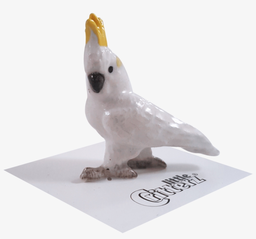 "captain" Sulphur-crested Cockatoo - Cockatiel, transparent png #7647675