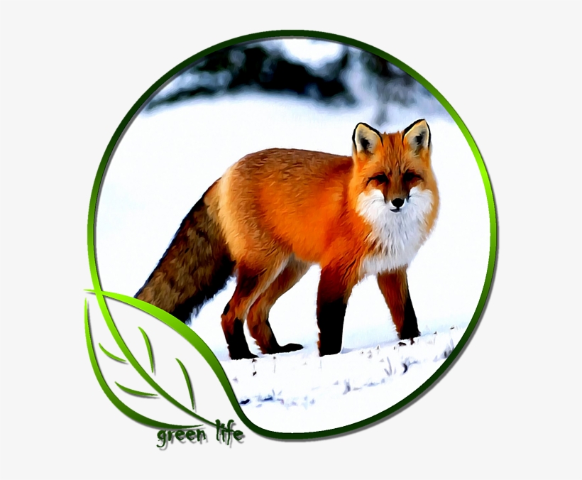 Click And Drag To Re-position The Image, If Desired - Red Fox Public Domain, transparent png #7647802