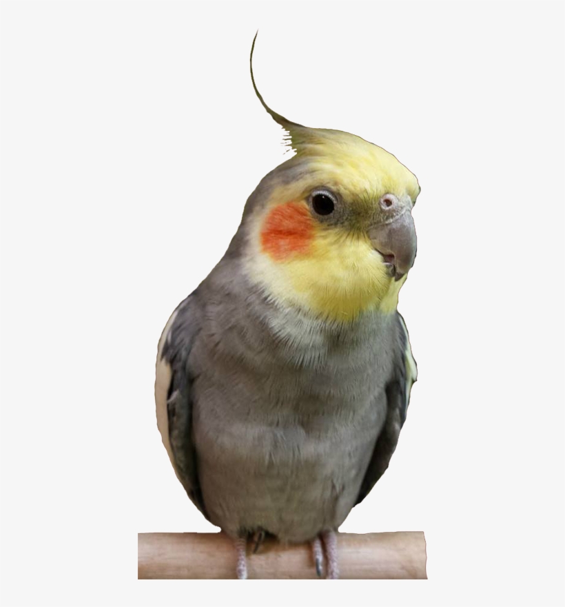 Birdcampny@birdcamp - Com - Cockatiel Transparent, transparent png #7648002