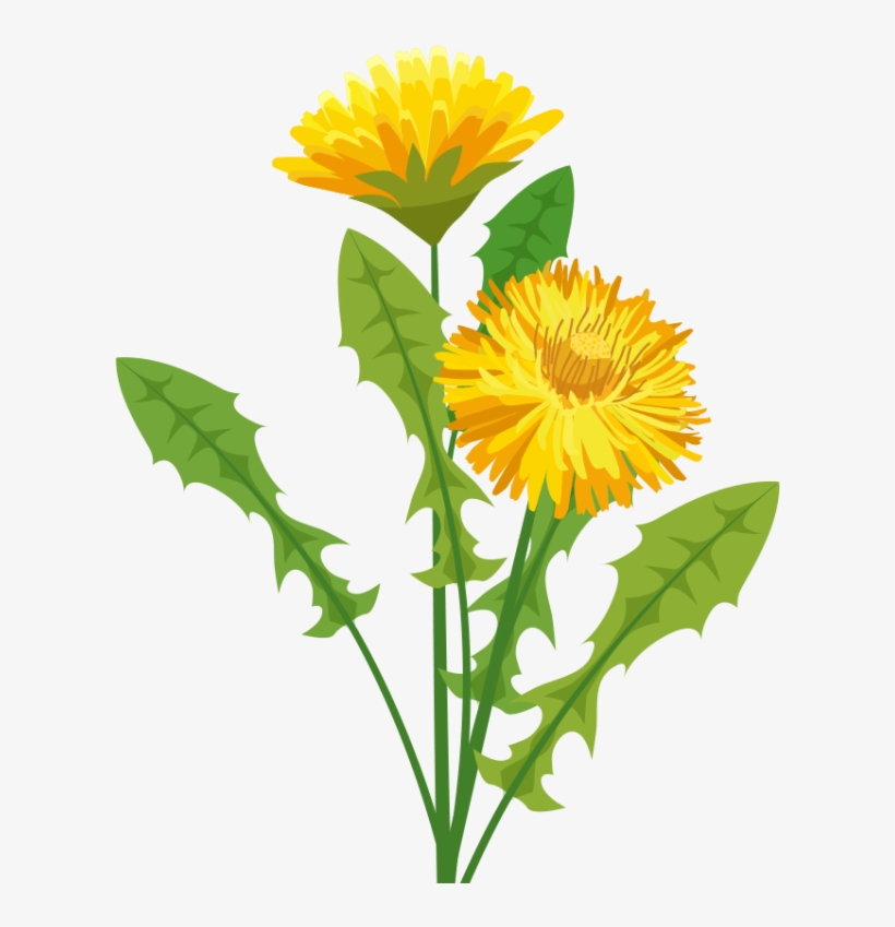 Dandelion Herbalist Graphic Transparent Download - Pissenlit Png, transparent png #7648435