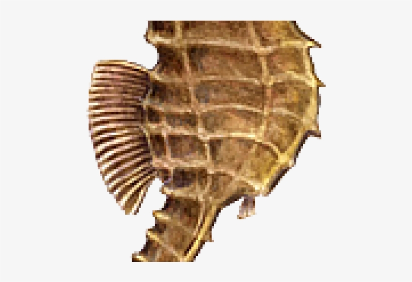 Seahorse Png Transparent Images - Seahorse Without Background, transparent png #7648982
