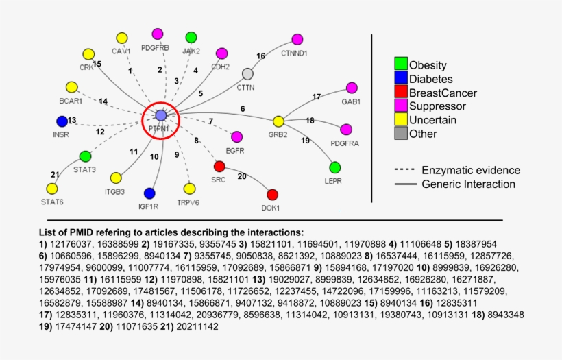 Each Protein Is Depicted As Circle Whose Color Refers - Ptp1b Substrates, transparent png #7649412