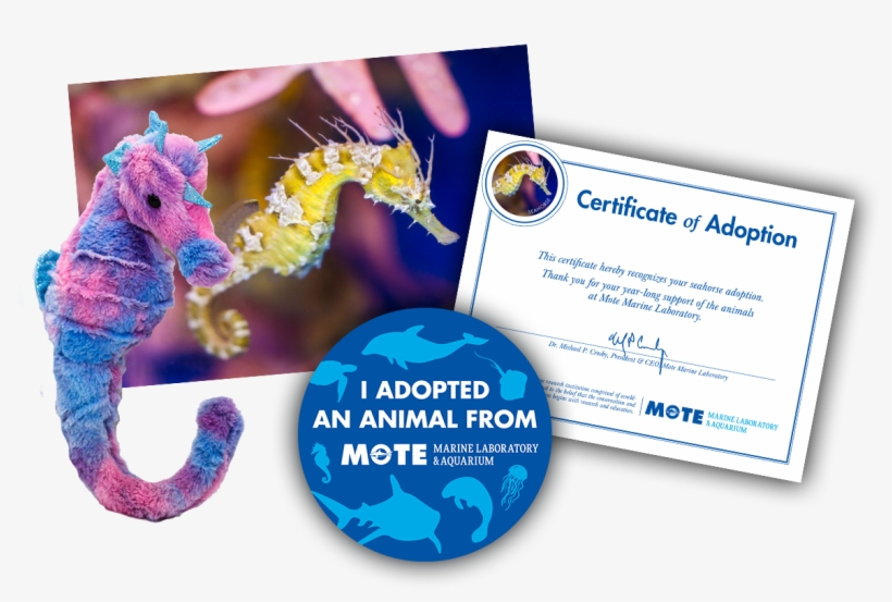 Items Included In Buddy Package - Cat Grabs Treat, transparent png #7649690