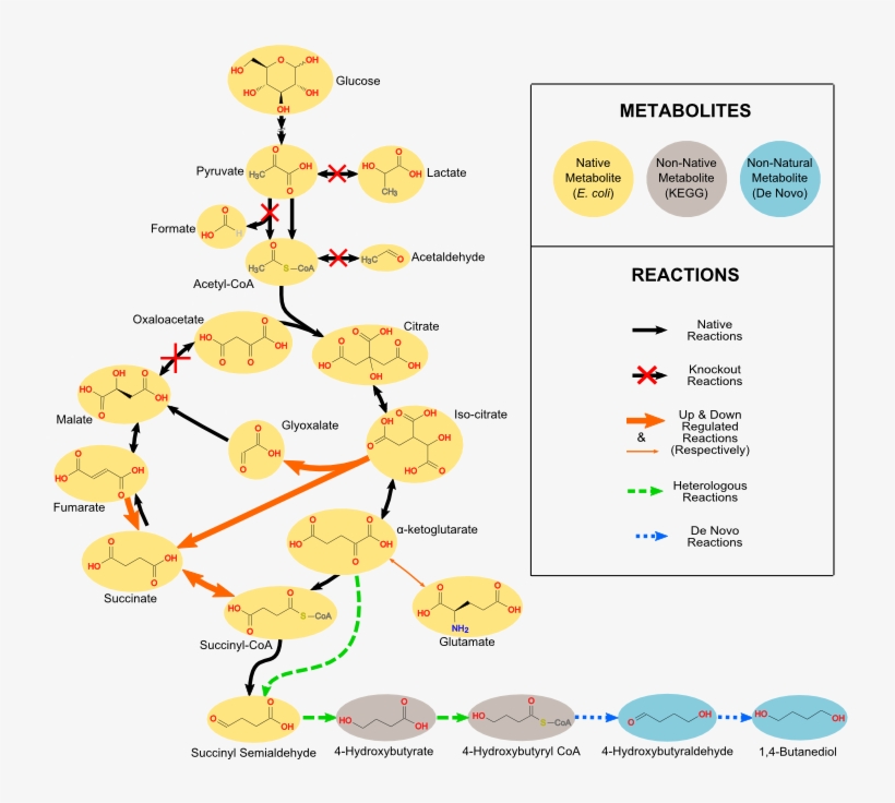 These Methods May Utilize Known Native And Known Non-native - Diagram, transparent png #7649731