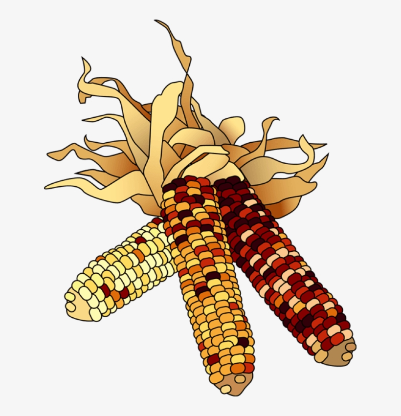 28 Collection Of November Clipart Transparent - Indian Corn Clipart, transparent png #7653236