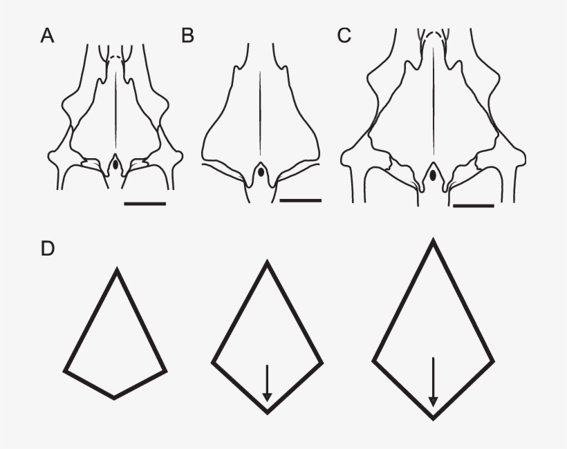 A, Restored Outline Of Frontals In M - Diagram, transparent png #7654658