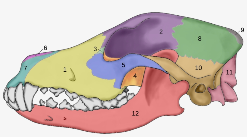 Open - Craneo Del Perro Y Sus Partes, transparent png #7655453