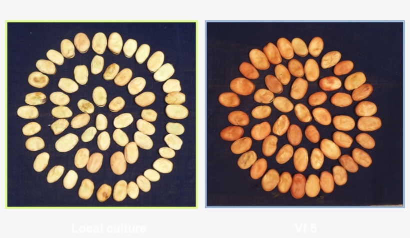 Ooty - Wood, transparent png #7658300