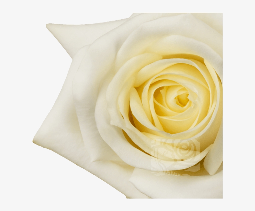 White Roses - Floribunda, transparent png #7660011