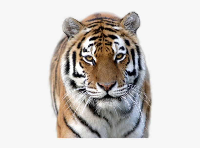 Tiger Png Image - Marwell Zoo, transparent png #7660463