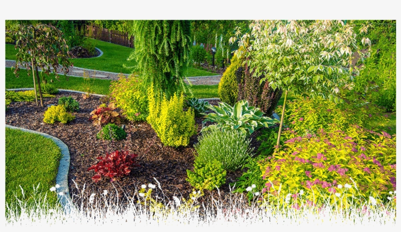 Overplanting, transparent png #7660668