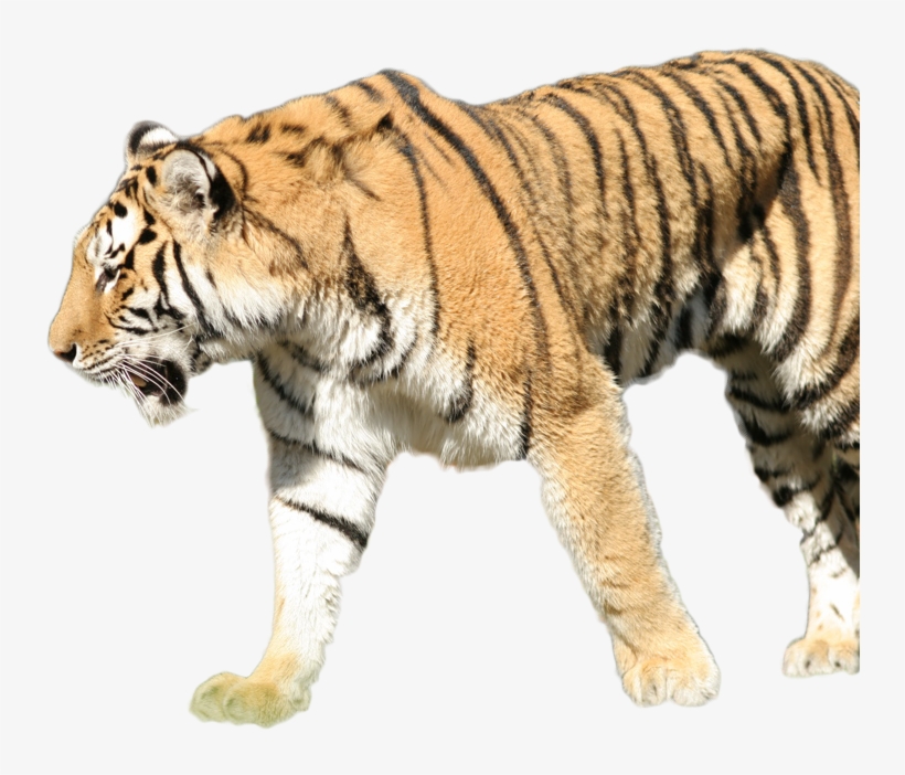 Tiger - Siberian Tiger, transparent png #7660672