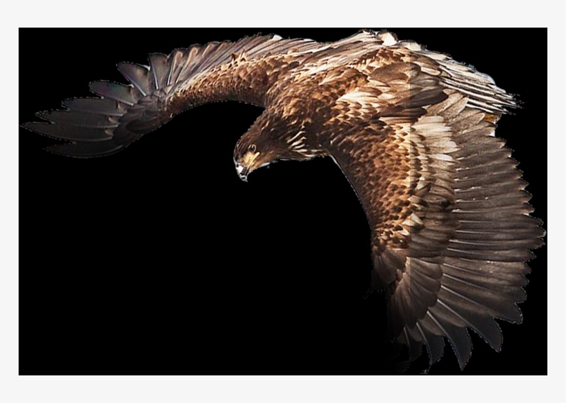 Png Images - Eagle - Hawk, transparent png #7662334