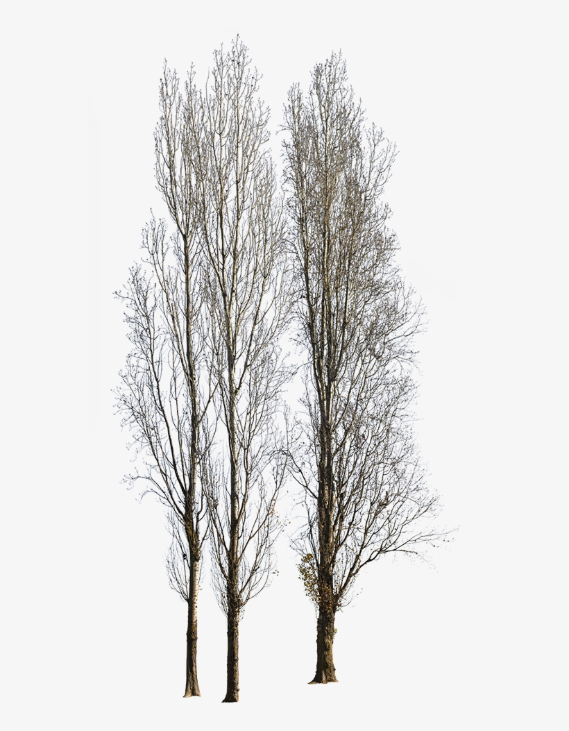 Populus Nigra Group Winter - Canoe Birch, transparent png #7662384