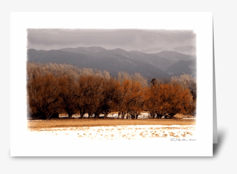 Winter Trees Greeting Card - Picture Frame, transparent png #7662458