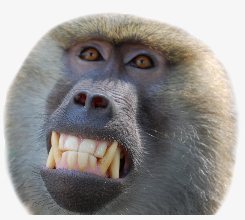 Movie, Commercials & Tv Credits - New World Monkey, transparent png #7665047