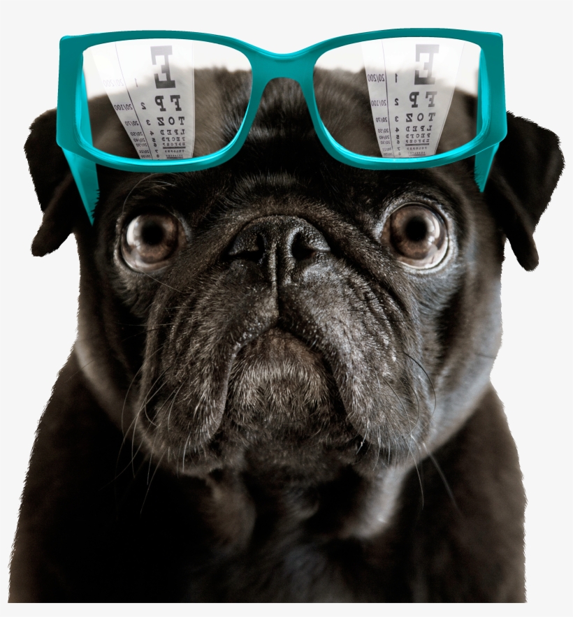 7 Things Eye Doctors Really Wish You Knew - Pug Lover, transparent png #7666210
