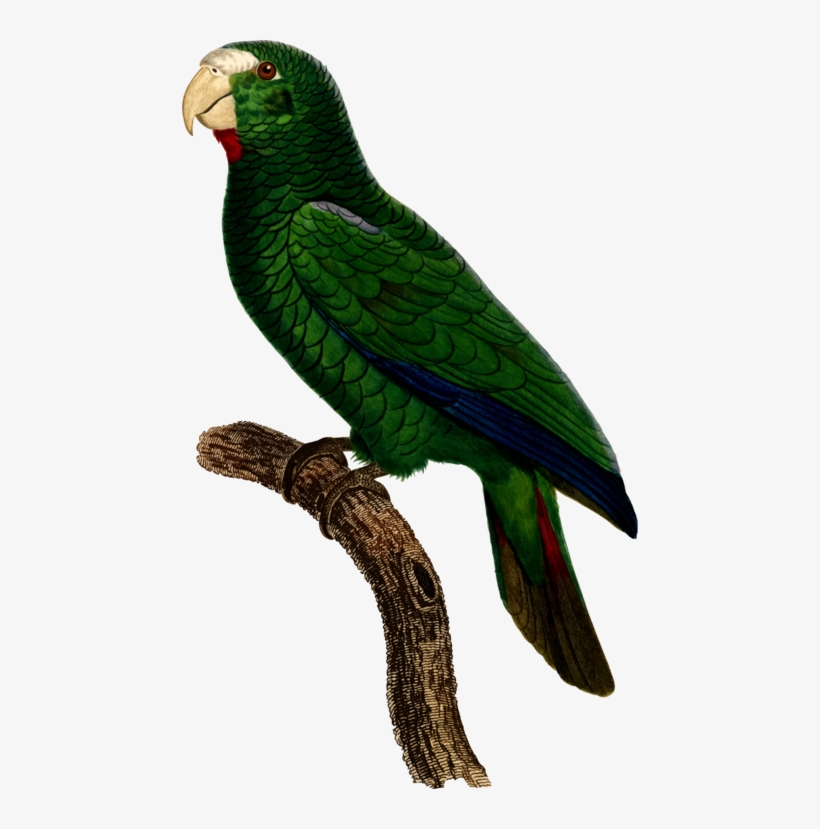 Parrot Bird Watercolor Painting - Parrot, transparent png #7668265