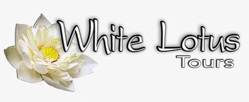 Click On The Lotus Above To Go To White Lotus Tours - Sacred Lotus, transparent png #7668754