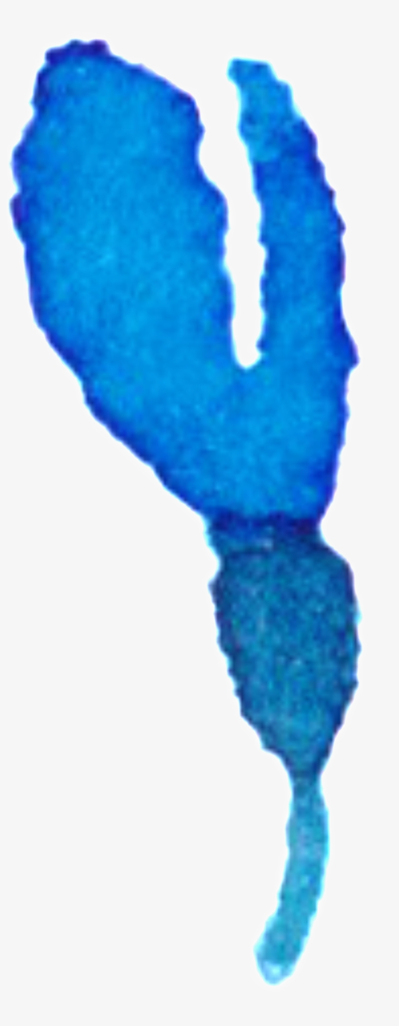 Blue Gradient Transparent Watercolor Hand Painted Flowers - Painting, transparent png #7669134
