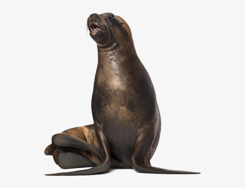 Sea Dog - California Sea Lion, transparent png #7669610