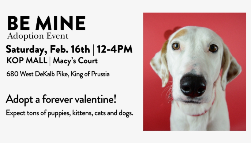 Providence Animal Center - Companion Dog, transparent png #7669677