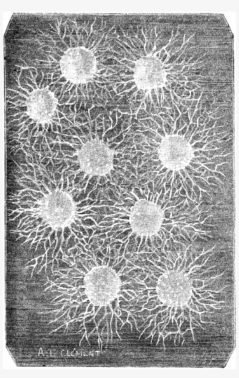 File - La Nature - 1879 - S1 - P212 Origines De La - Monochrome, transparent png #7670163