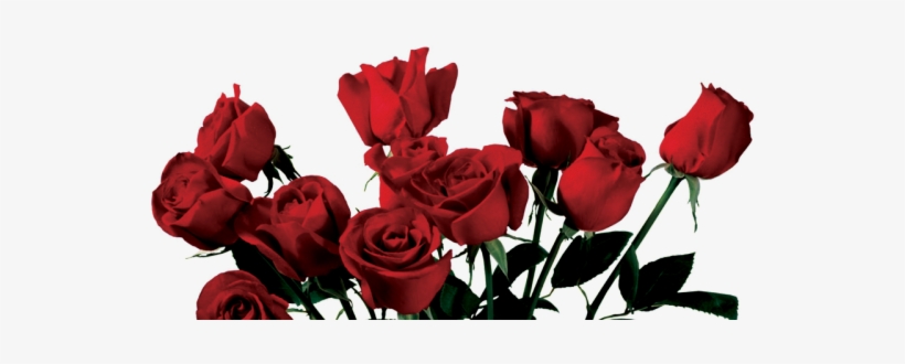 Drawn Wildflower Anime - Red Roses Aesthetic Png, transparent png #7670164