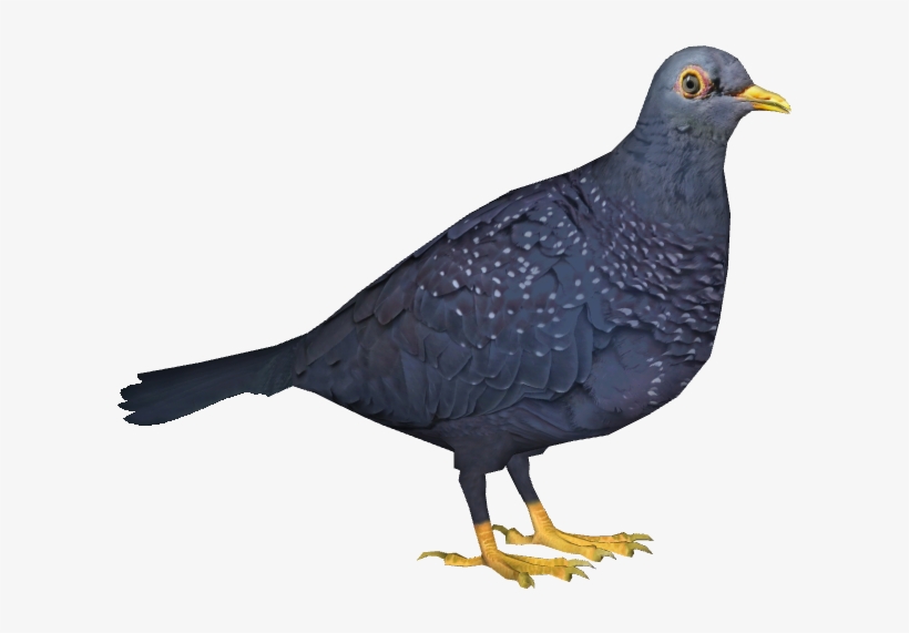 African Olive Pigeon - Stock Dove, transparent png #7673072