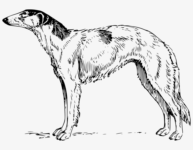 The Wolf - Borzoi Clipart, transparent png #7676591