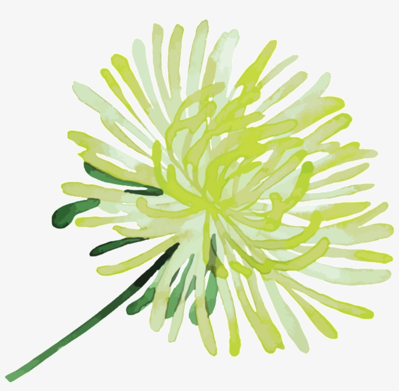 Elegant Yellow White Flowers Hand Painted Chrysanthemum - Floral Design, transparent png #7676941