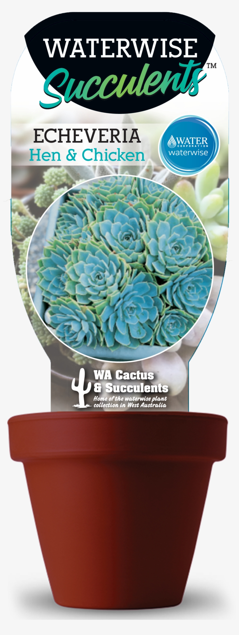 Hen - Cactus, transparent png #7677586